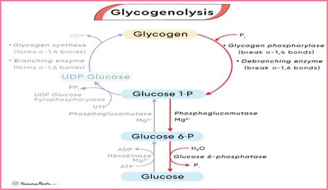 How is glycogenolysis different from glycogenesis?